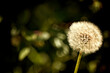© Cavan Images - Close-up of dandelion seed