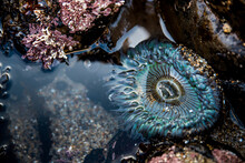 Close-up Of Sea Anemone Amidst Rocks In Water