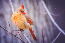 Close-up Of Cardinal Bird Perching On Branch During Snowfall