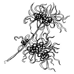 Blooming branch of Witch Hazel plant. Hamamelis. Hand drawn sketch. Black silhouette on white background.