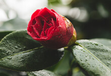 Close-up Of Wet Red Rose Blooming Outdoors