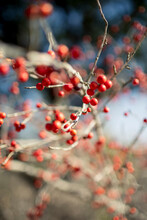 Close-up Of Berry Fruits Growing On Bare Tree
