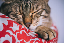 Close-up Of Tabby Cat Sleeping At Home