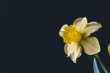 Close-up Of Yellow Flower Against Black Background