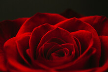 Extreme Close-up Of Red Rose Blooming Outdoors At Night