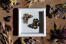 Overhead View Of Artificial Butterflies On White Frame Amidst Flowers