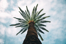Low Angle View Of Palm Tree Against Cloudy Sky