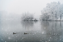 High Angle View Of Ducks Swimming On Lake During Snowfall
