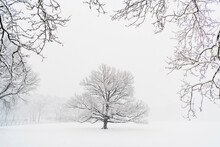 Bare Trees On Snow Covered Field During Snowfall