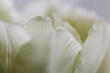 © Cavan Images - Close-up of fresh white flowers