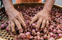 Cropped Hands Of Woman Holding Shallots In Container At Market