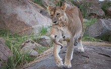 Lioness Carrying Her Cub In The Mouth