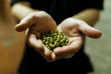 Midsection Of Man Holding Hop Pellets At Brewery