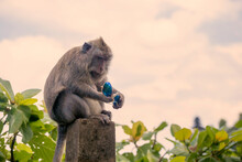 Close-up Of Monkey Holding Sunglasses While Sitting On Retaining Wall Against Cloudy Sky During Sunset