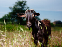 Portrait Of Goat Standing Amidst Plants At Farm Against Sky
