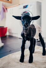 Portrait Of Kid Goat Standing On Textile At Home