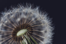 Extreme Close-up Of Dandelion Seed Against Black Background