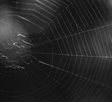 Close-up Of Spider Web Over Black Background