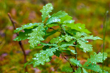 Young green oak leaves with dew raindrops in the forest. Beauty in nature