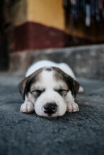 Close-up Of Cute Puppy Sleeping On Footpath