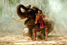 Full Length Of Mahout Blowing Musical Instrument While Sitting On Elephant's Leg In Forest