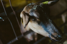 High Angle View Of Goat Looking Away While Standing In Farm