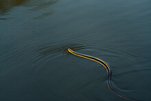 High Angle View Of Garter Snake Swimming In Lake