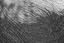Close-up Of Elephant's Rough Skin