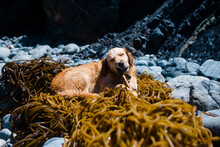 Dog Playing With Stick While Sitting On Tangled Seaweeds At Beach During Sunny Day