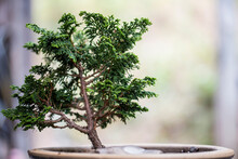 Close-up Of Bonsai Tree Against Window