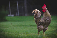 Close-up Of Chicken Standing On Grassy Field At Farm