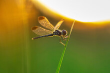 Close-up Of Dragonfly Perching On Plant Stem During Sunset