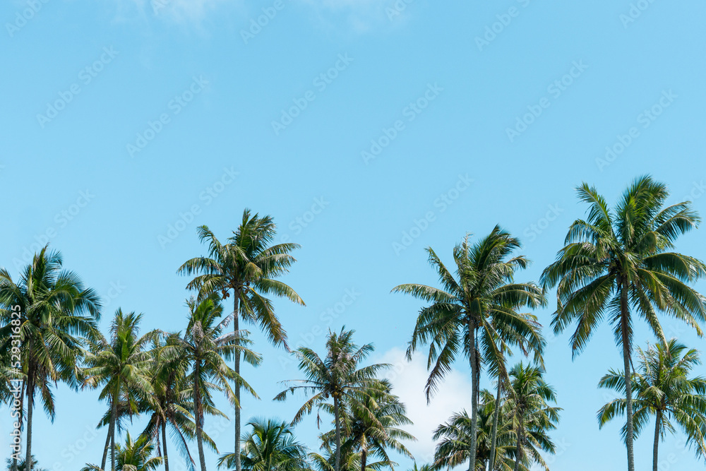 Low angle view of palm trees growing against blue sky during sunny day ...