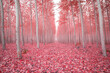 © Cavan Images - Scenic view of trees amidst pink fallen leaves in forest during autumn