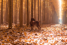 Dog Standing On Autumn Leaves In Forest