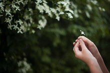 Cropped Hands Of Girl Holding White Flower By Plants At Backyard
