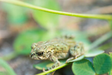 High Angle View Of Western Toad On Leaf