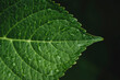 © Cavan Images - Close-up of water drops on leaf against black background
