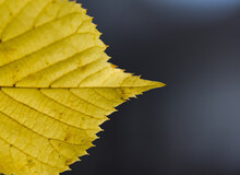 Close-up Of Yellow Maple Leaf During Autumn