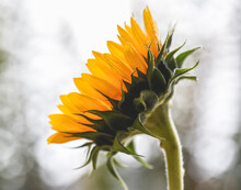 Close-up Of Wet Sunflower Growing Against Sky