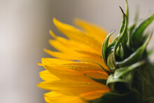Close-up Of Wet Sunflower