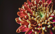 Close-up Of Chrysanthemum Against Black Background
