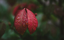 Close-up Of Water Drops On Red Leaves During Rainy Season