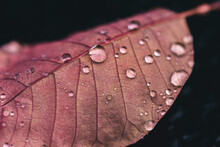 Close-up Of Water Drops On Pink Leaf During Rainy Season