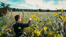 Side View Of Boy Picking Yellow Flowers From Flowering Plant On Field