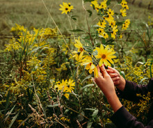 Cropped Hands Of Boy Picking Yellow Flowers From Flowering Plant On Field