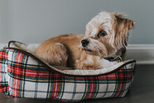 Terrier Dog In A Bed