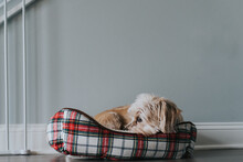 Little Terrier Dog In A Bed