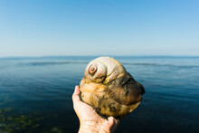 Cropped Image Of A Person Holding A Moon Snail Against A Beach Horizon
