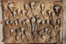 A Topical View Of A Collection Of Bird Skulls In A Display Case.